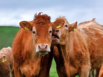 Cost Of Producing Dairy Increa...