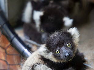 Fota Wildlife Park Welcomes Th...