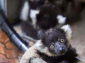 Fota Wildlife Park Welcomes Th...