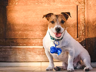 Fines For Irresponsible Dog Ow...