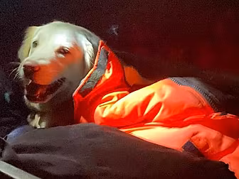 Dog Triggers Mountain Rescue A...