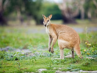 Wallaby On The Loose In Co. Ty...