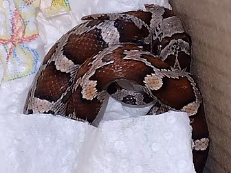 Snake Found In Kitchen Handed...