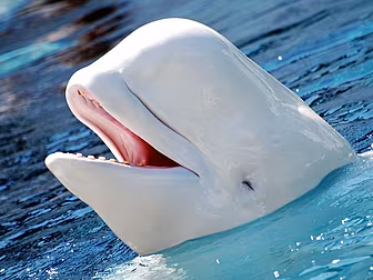 Do These Whales Sound Like The...