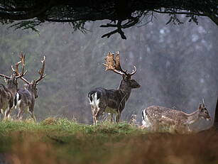Ireland Records Record High Mi...