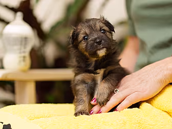 Dogs Trust Says There's An Unw...