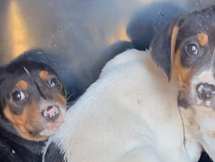 Six Puppies Rescued By Animal...