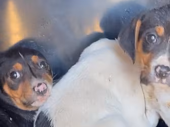 Six Puppies Rescued By Animal...