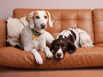 Dogs Trust Valentines Day Appe...