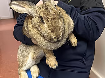 Appeal For Owners Of Rabbit Th...