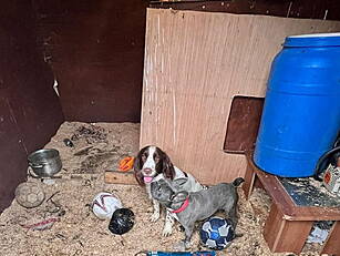 16 Puppies Rescued As Part Of...