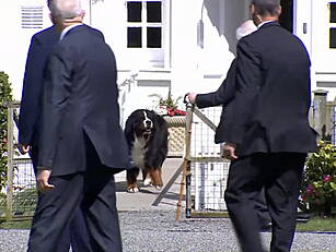 Michael D. Higgins' Dog Snubs...