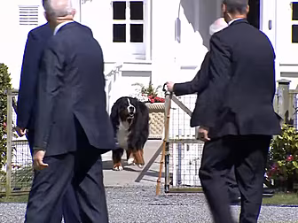 Michael D. Higgins' Dog Snubs...