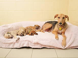 Dogs Trust Issues Urgent Appea...