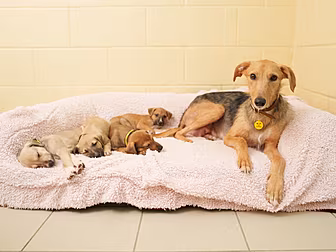 Dogs Trust Issues Urgent Appea...