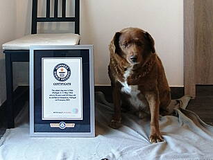 World's Oldest Dog Dies At 31