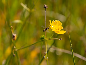 EU Parliament Votes To Re-Wild...
