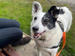 DSPCA Issues Appeal For Home F...