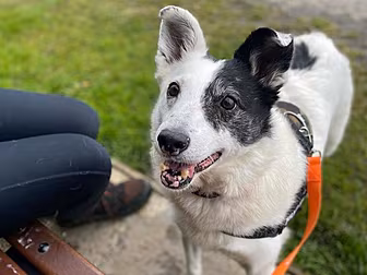 DSPCA Issues Appeal For Home F...