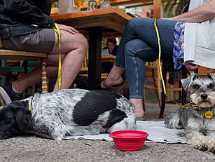Almost 90% Of Dog Owners Would...
