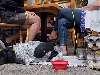 Almost 90% Of Dog Owners Would...