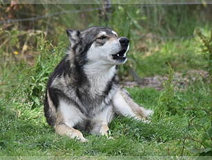 'Wolfdog' On The Loose In Cork...