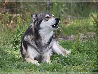 'Wolfdog' On The Loose In Cork...
