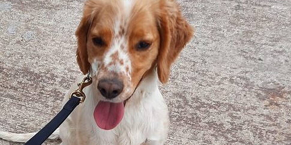 Dog Finds €11 Million Worth Of...