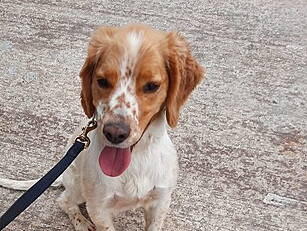 Dog Finds €11 Million Worth Of...