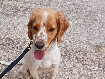 Dog Finds €11 Million Worth Of...