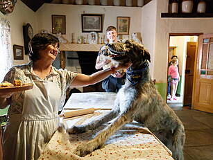 Irish Wolfhounds Return To Gro...