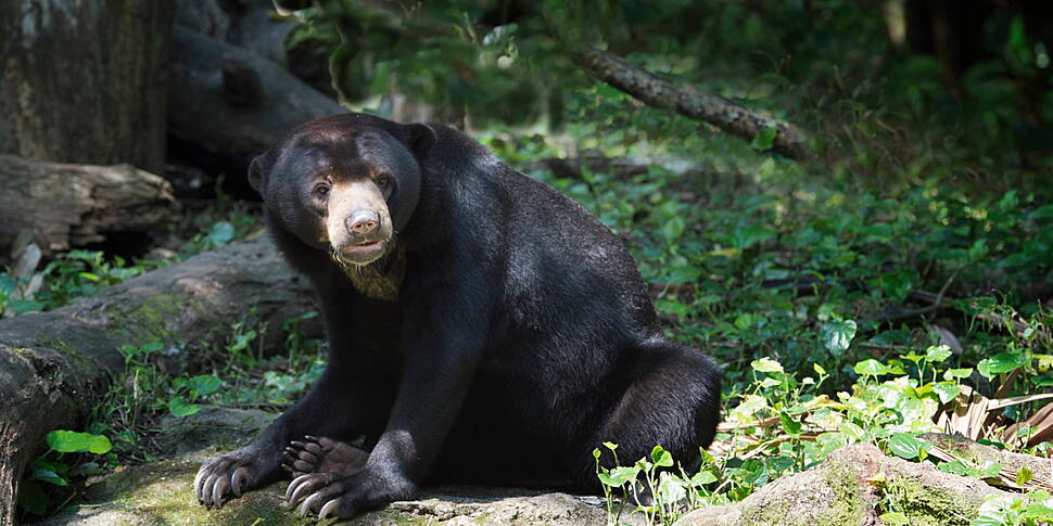 Zoo In China Denies Its Bears...