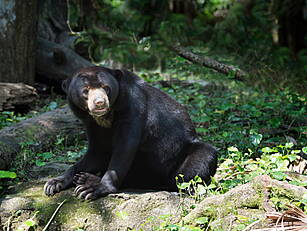 Zoo In China Denies Its Bears...