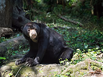 Zoo In China Denies Its Bears...