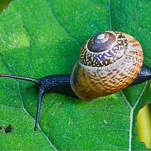 Ask Dave: Why Are Snail's Shel...
