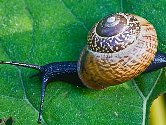 Ask Dave: Why Are Snail's Shel...