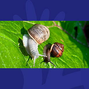 Would You Use Snails On Your S...