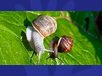 Would You Use Snails On Your S...