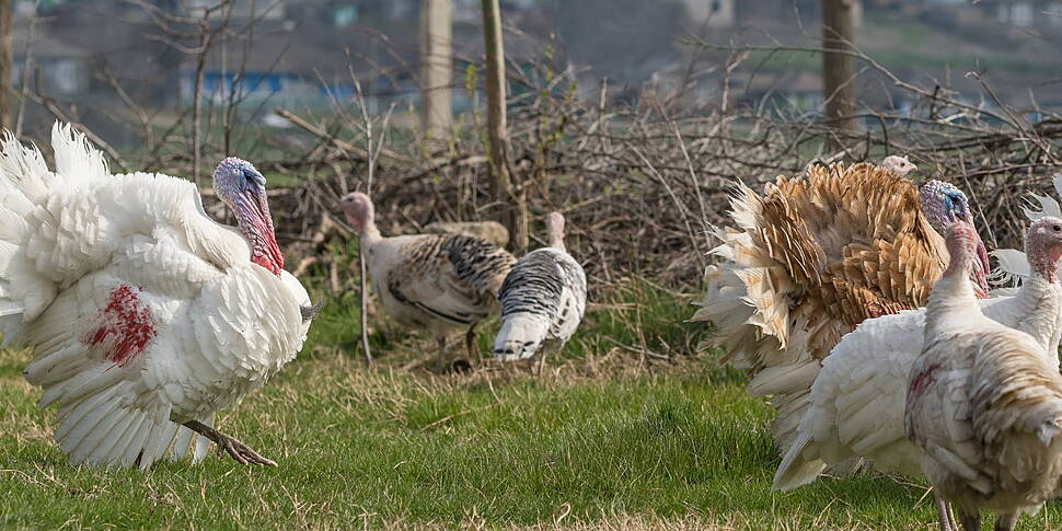 Bonus Episode: Festive Turkey...