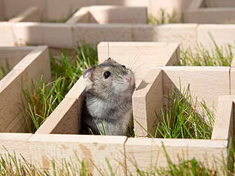 From Hamsters To Apple Watches...