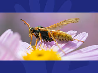 What Wasps Have In Common With...