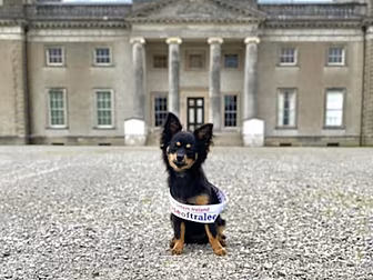 Meet Sockie-The Laois 'Nose Of...