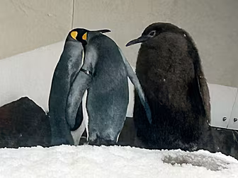 'Baby' Penguin Weighs The Same...