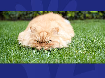 Giving Your Pets Human Names A...
