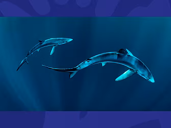 There Are HOW Many Sharks In I...