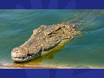 Are crocodiles outsmarting hum...