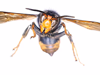 Warnings About Asian Hornet Sp...