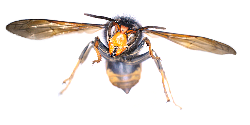 Warnings About Asian Hornet Sp...