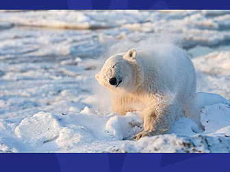 Did You Know All Polar Bears A...