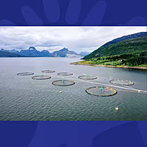 Environment: Chicken Feed Bein...
